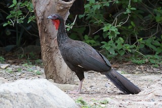 White-winged Guan - Penelope albipennis - Birds of the World