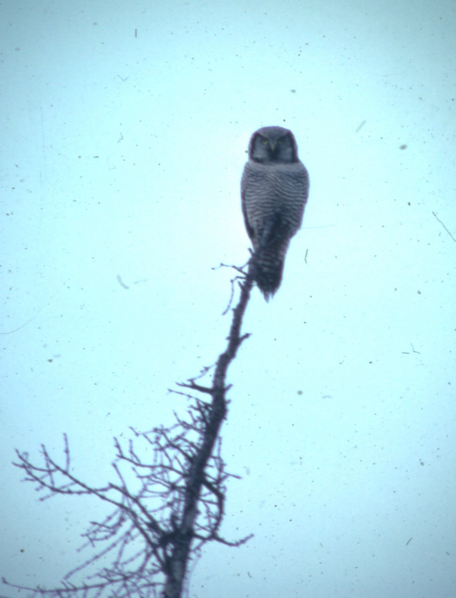 Northern Hawk Owl - ML338810201