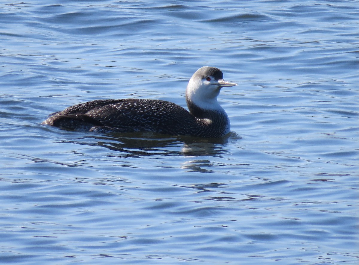 Red-throated Loon - ML338810511