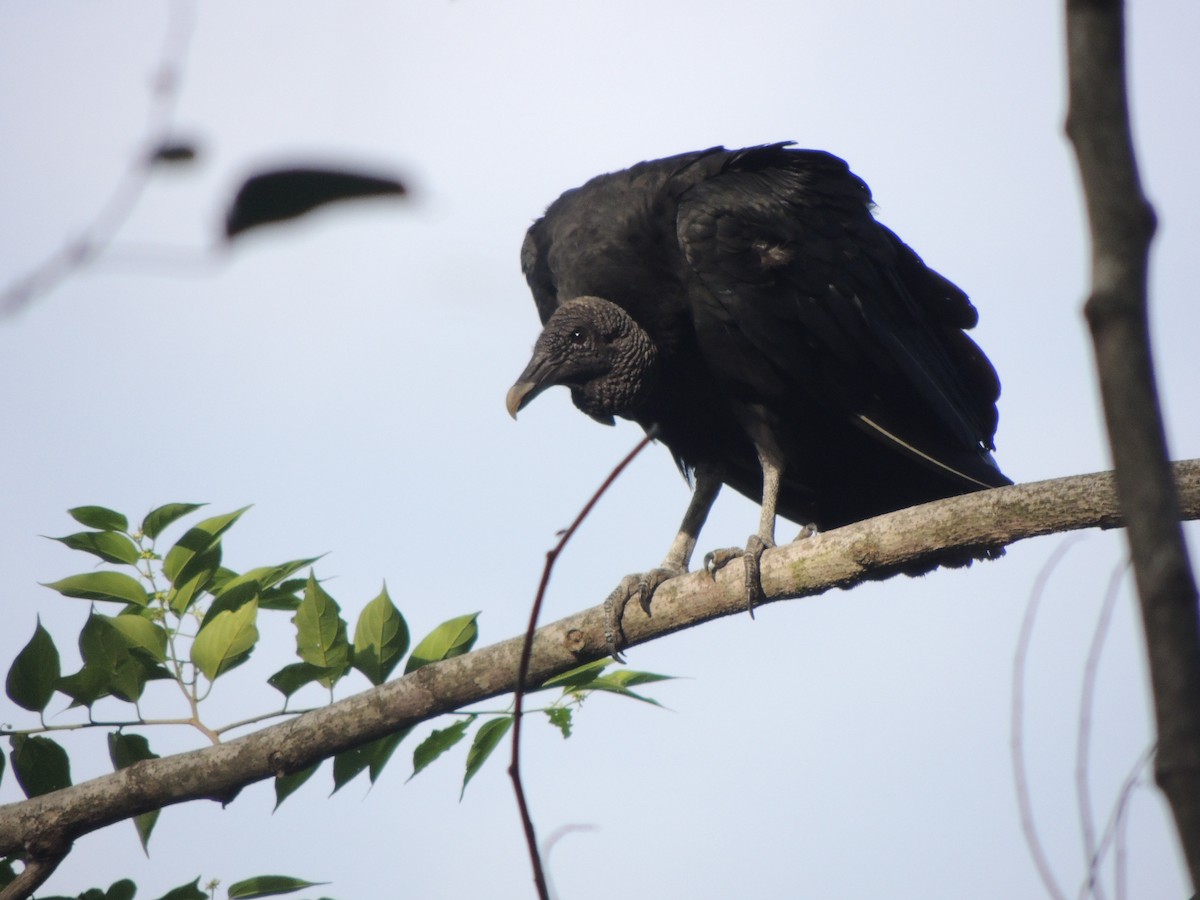 Black Vulture - Edwin Mora