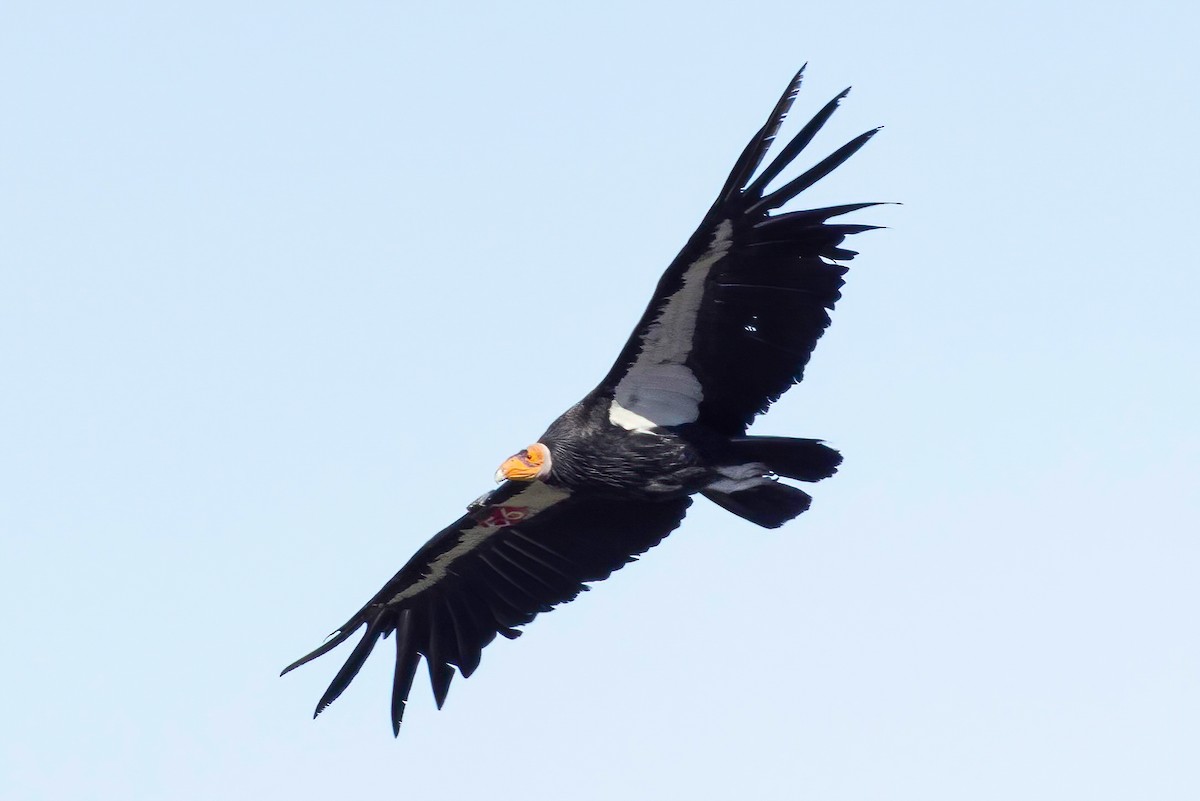 California Condor - ML338815051