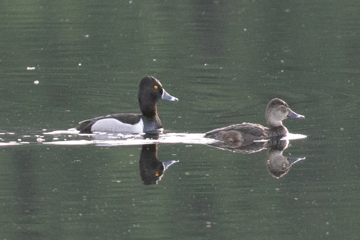 Ring-necked Duck - ML338819041