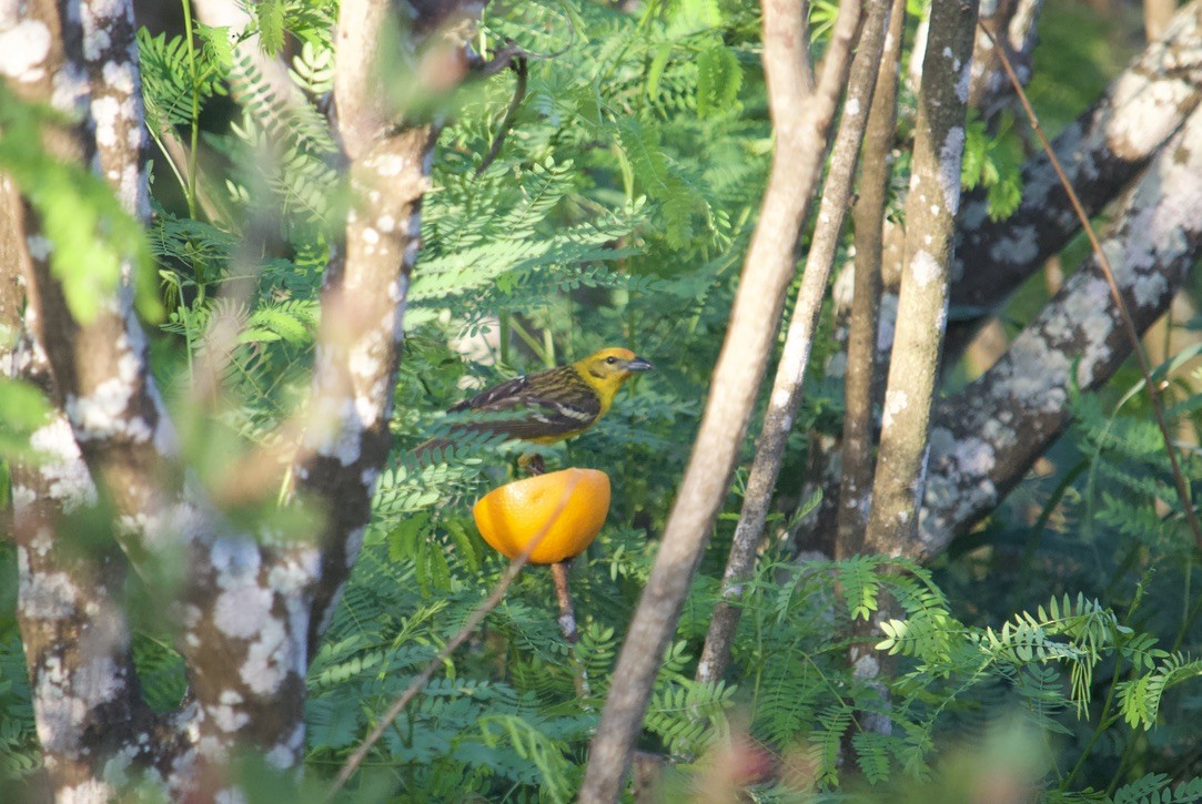 Flame-colored Tanager - ML338827071