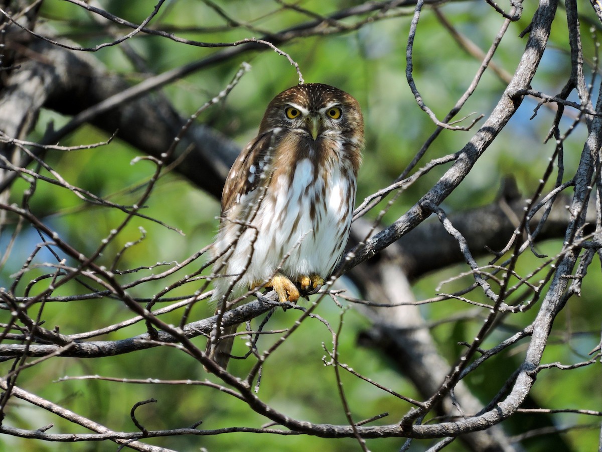 Ferruginous Pygmy-Owl - Alison Mews
