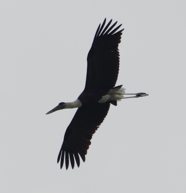 Asian Woolly-necked Stork - ML338831621