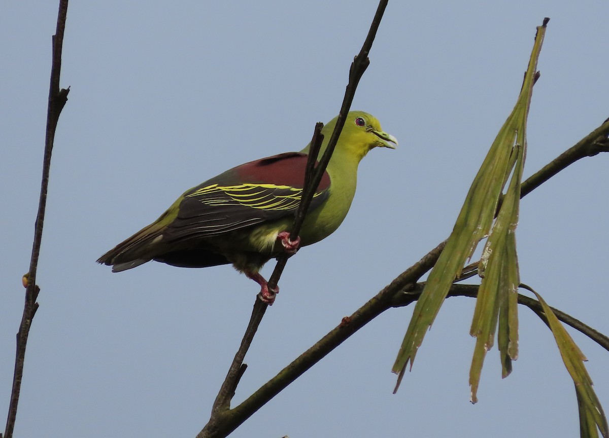 Sri Lanka Green-Pigeon - Danidu Geeganage
