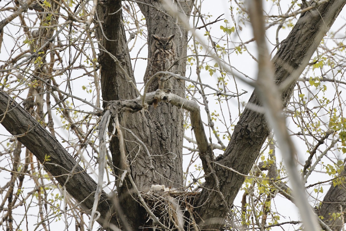 Great Horned Owl - ML338837491