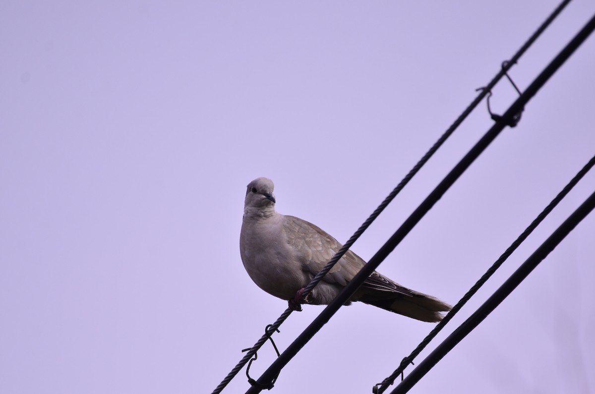 Eurasian Collared-Dove - ML338846851