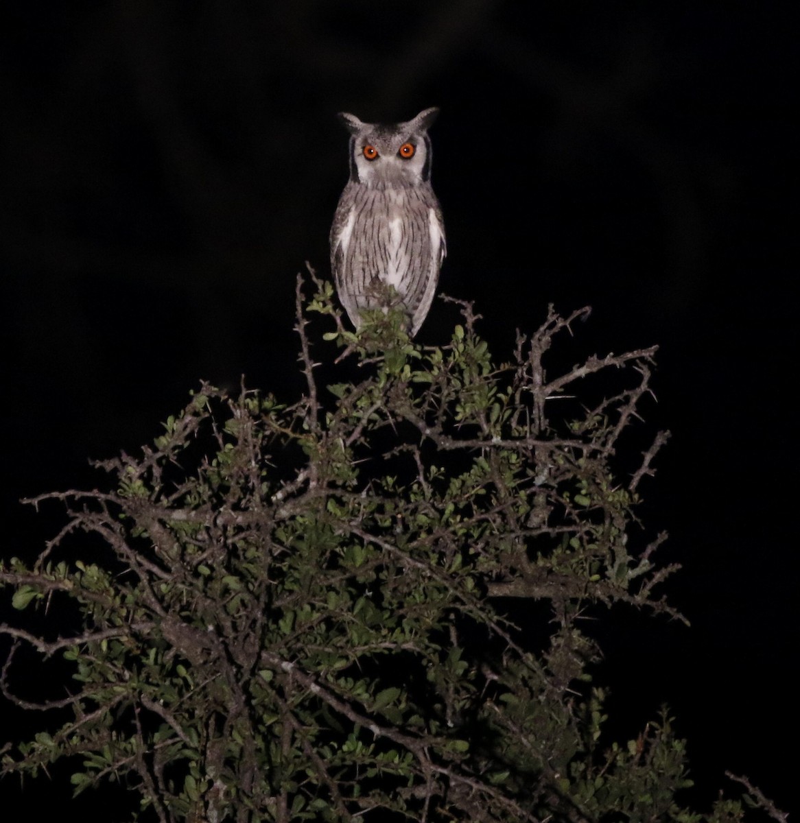Southern White-faced Owl - Stratton Hatfield
