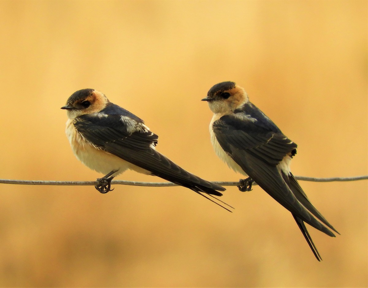 Red-rumped Swallow - Pablo Pozo 🦅