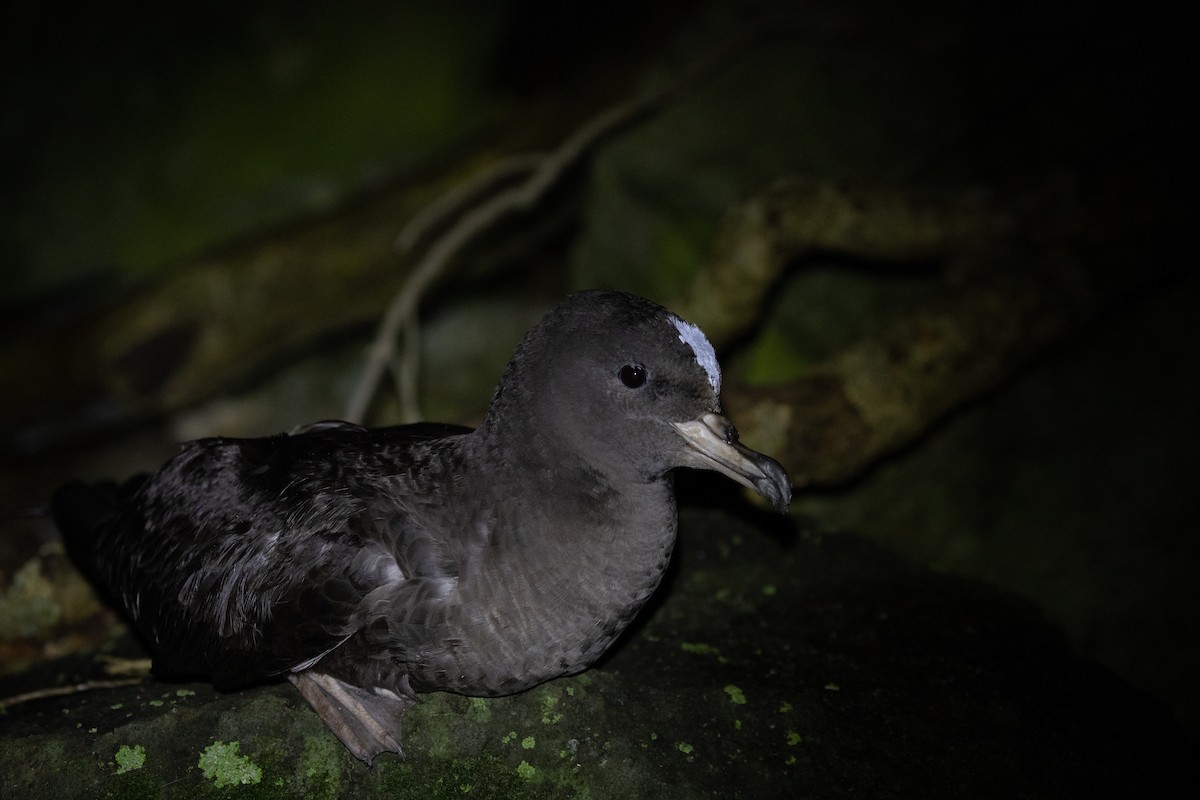 Flesh-footed Shearwater - ML338849511