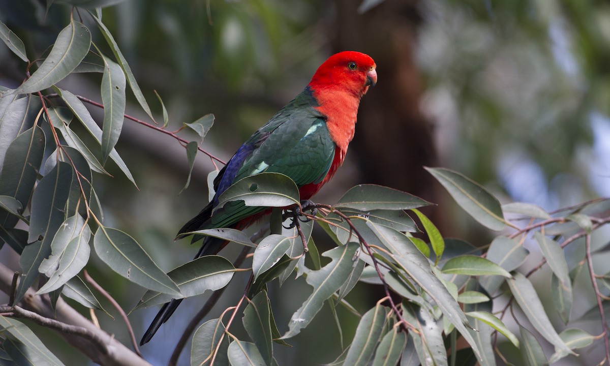 Australian King-Parrot - Brian Sullivan