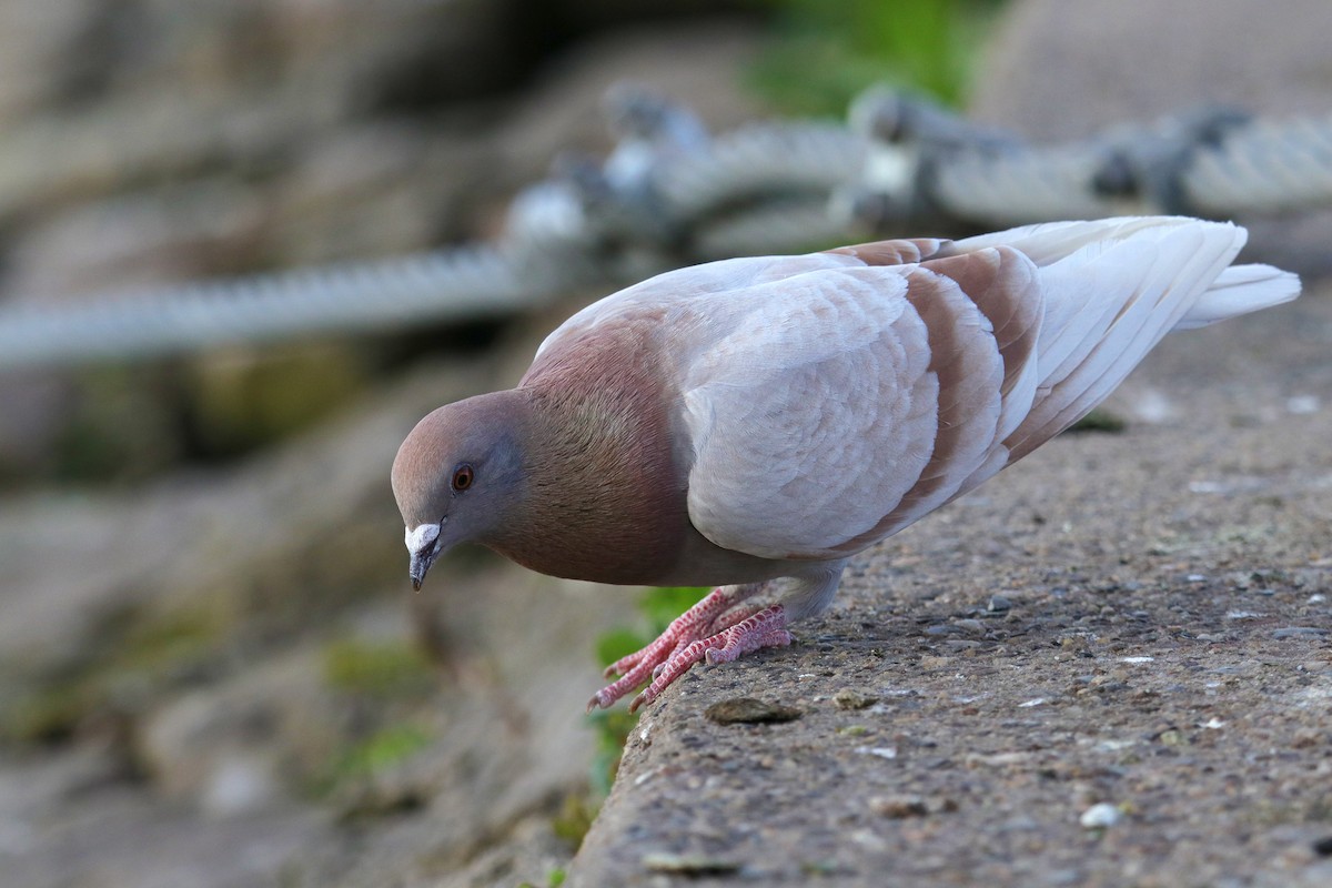 Rock Pigeon (Feral Pigeon) - ML338850331