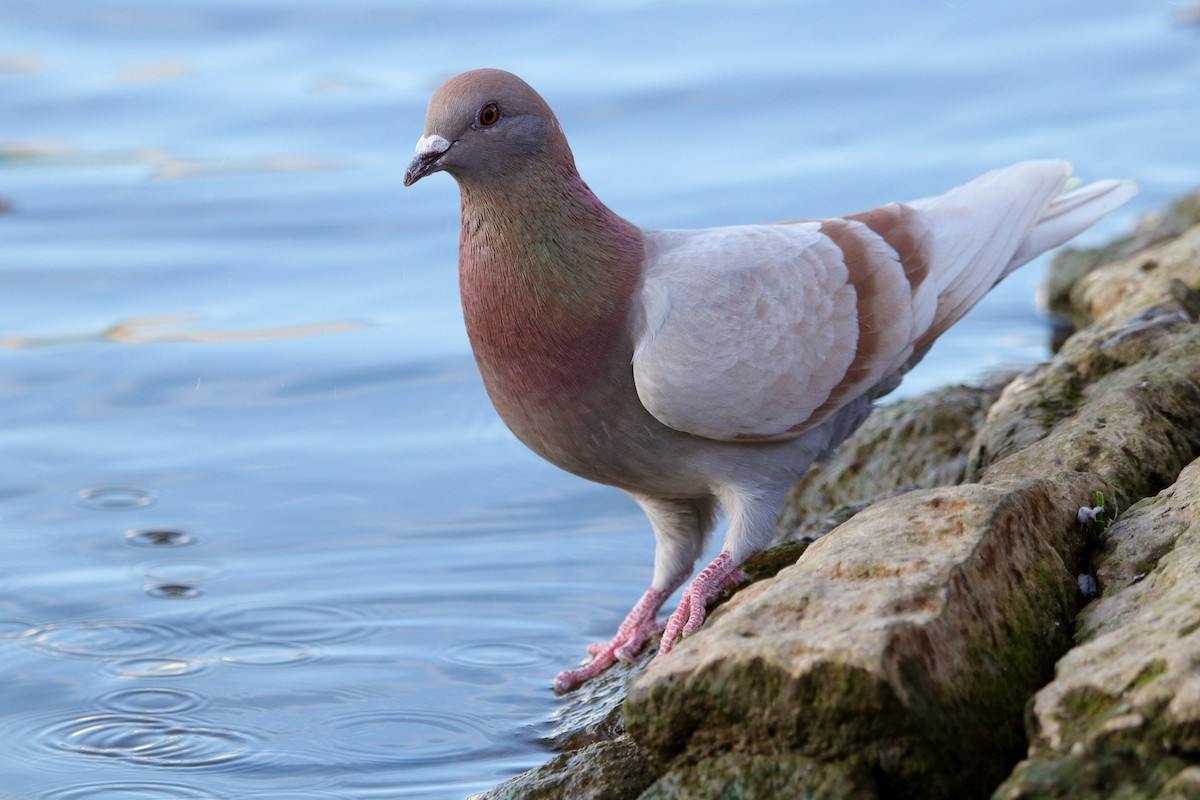 Rock Pigeon (Feral Pigeon) - ML338850371