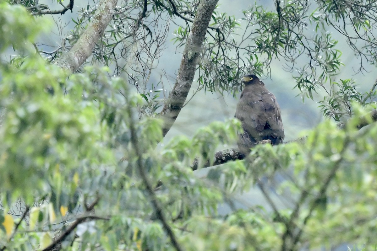 Crested Serpent-Eagle - ML338854421
