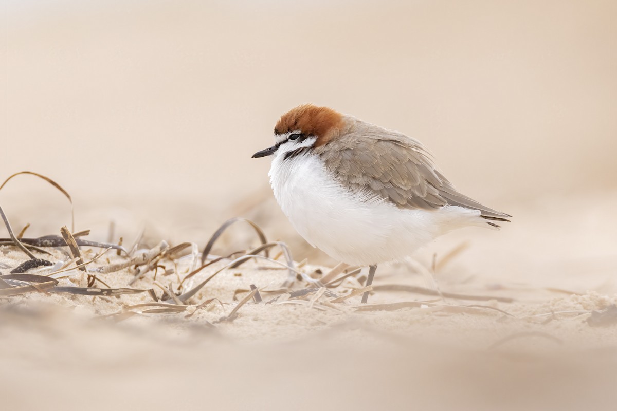 Red-capped Plover - ML338854691