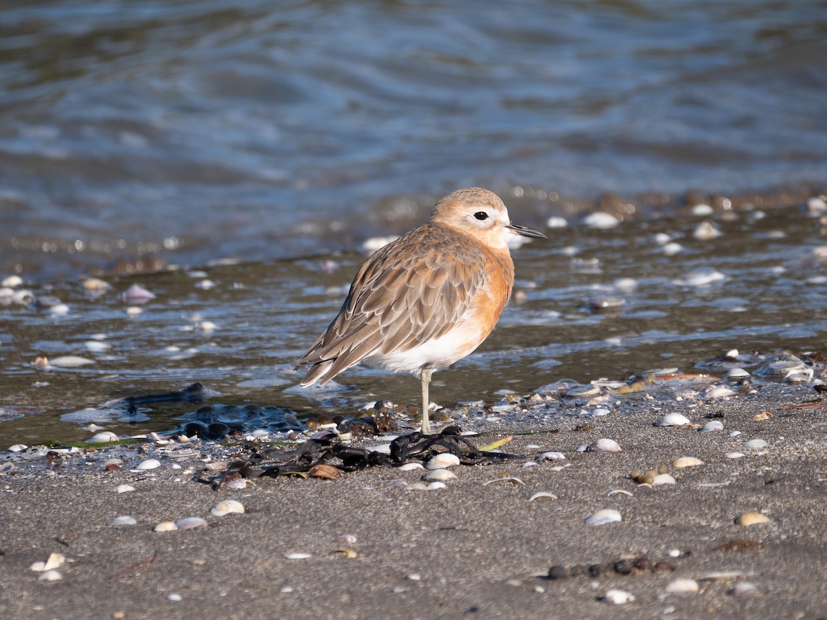 Red-breasted Dotterel - ML338855501