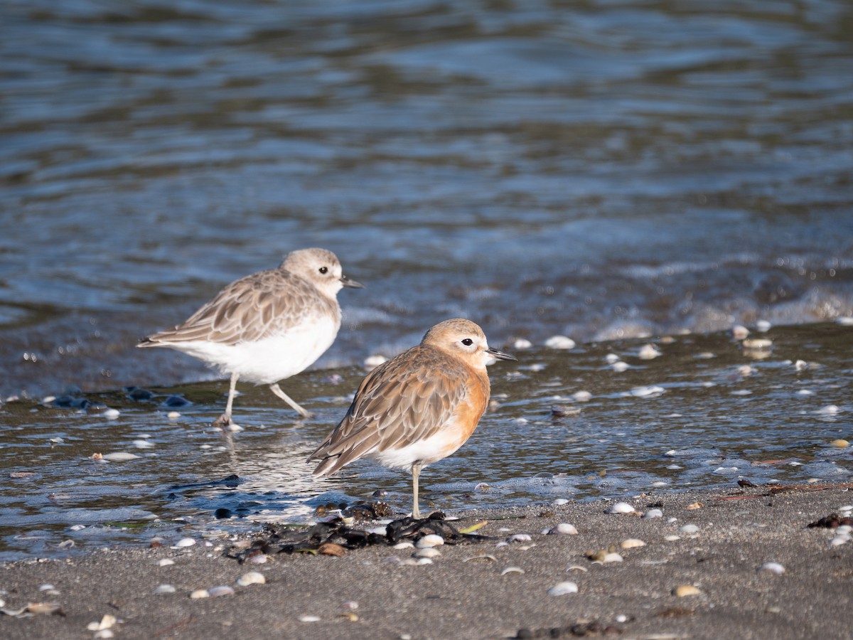 Red-breasted Dotterel - ML338855521