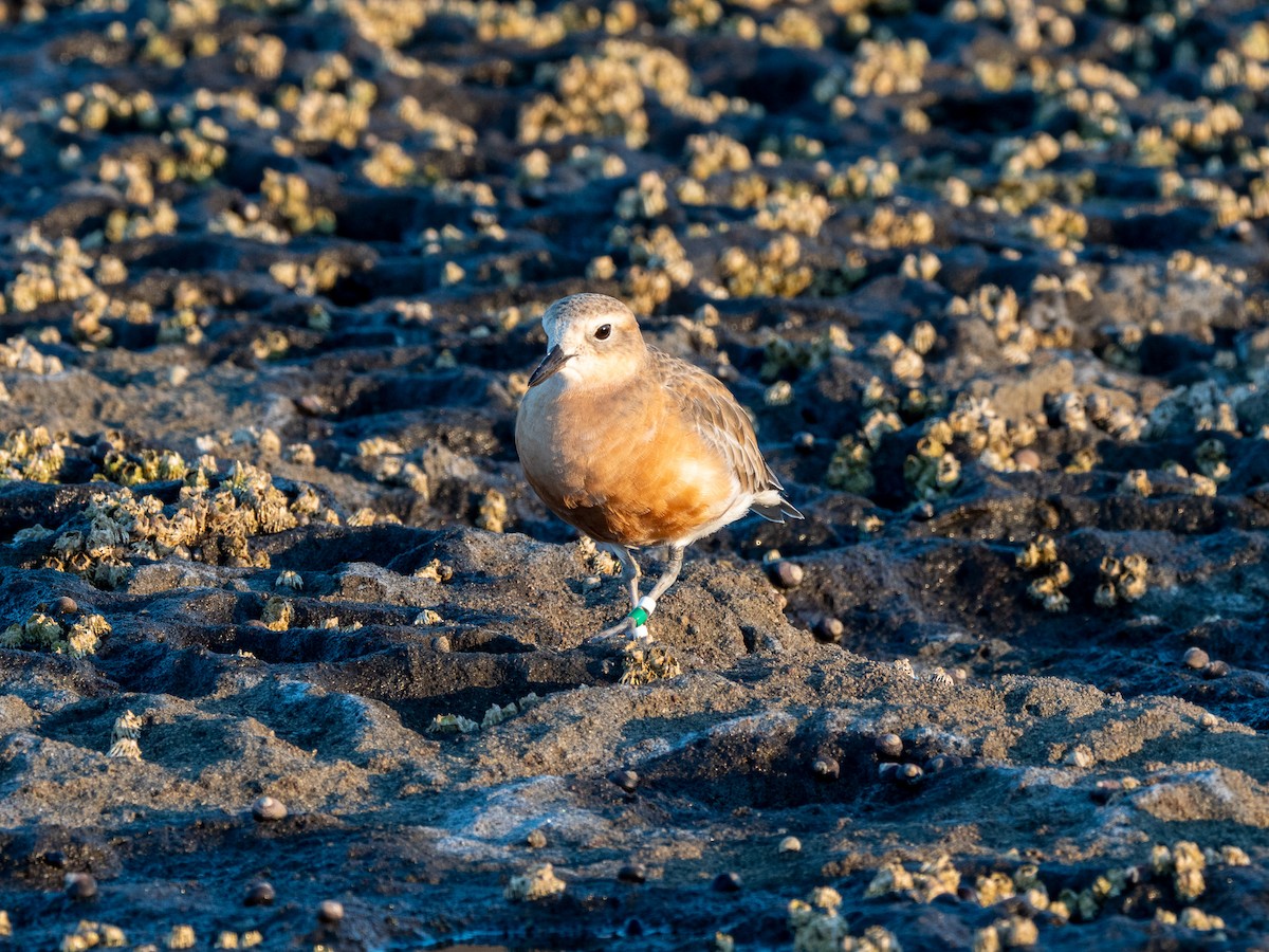 Red-breasted Dotterel - ML338855581