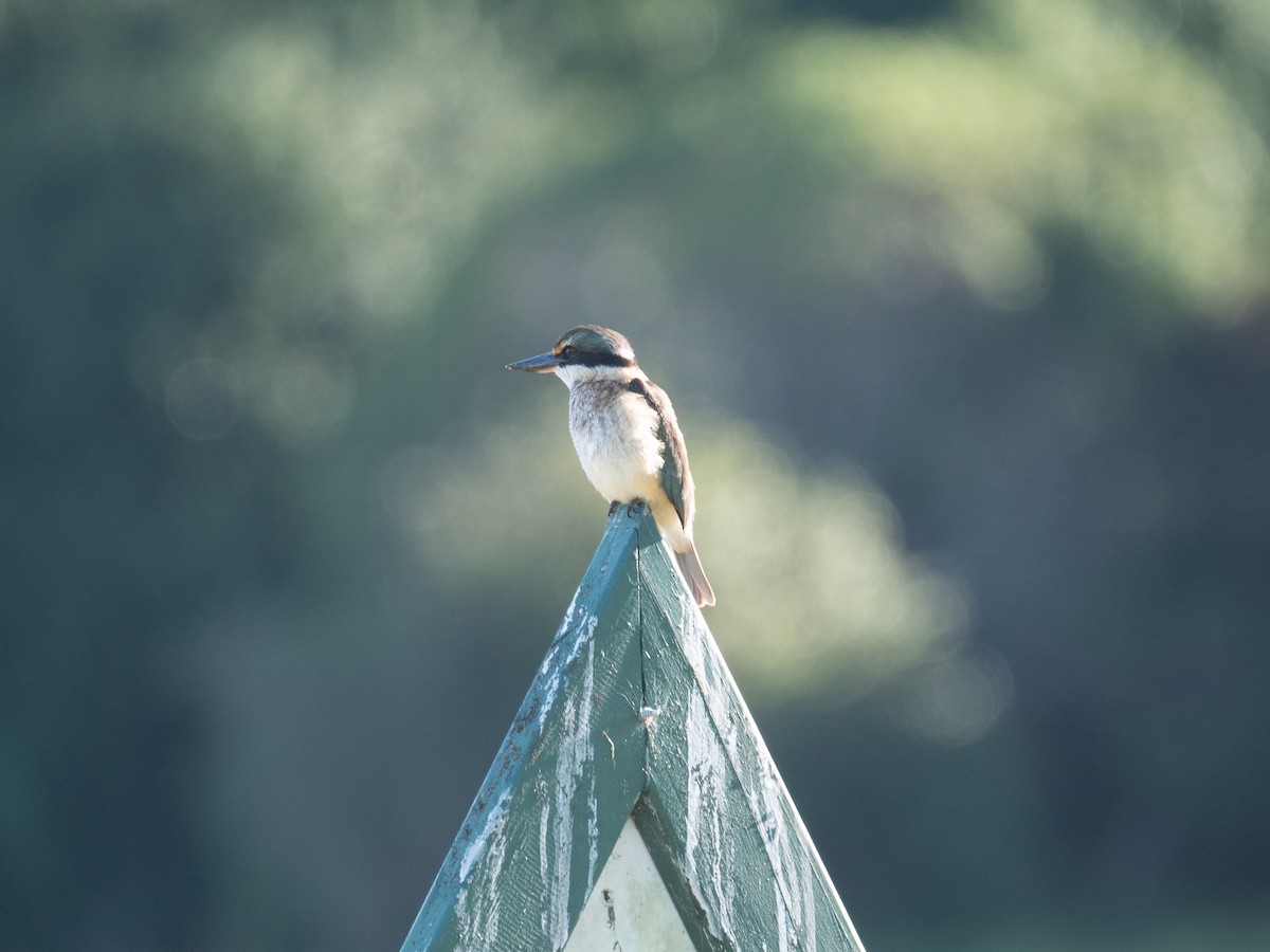 Sacred Kingfisher (New Zealand) - ML338855671