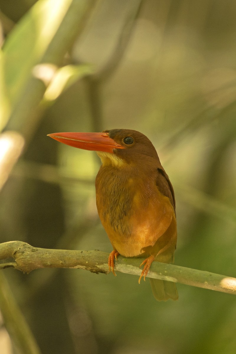 Ruddy Kingfisher - Chirag Ahuja