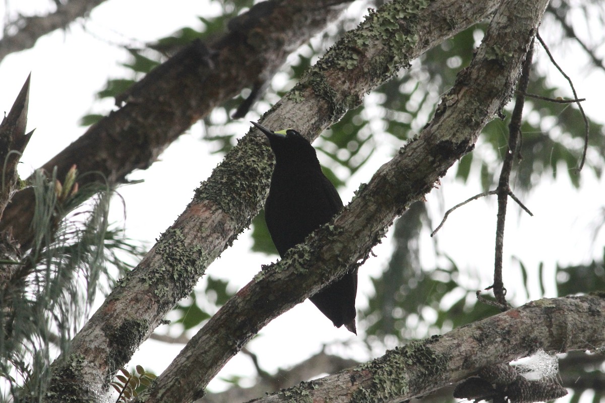 Short-tailed Paradigalla - Rainer Seifert