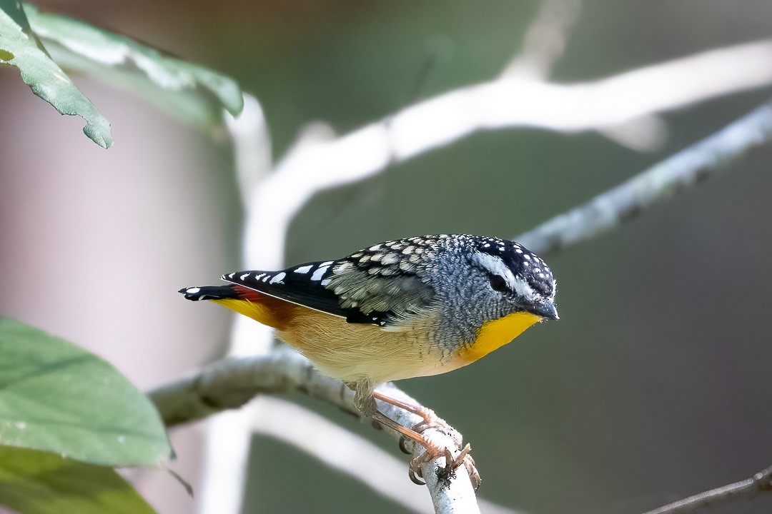 Spotted Pardalote - ML338856991