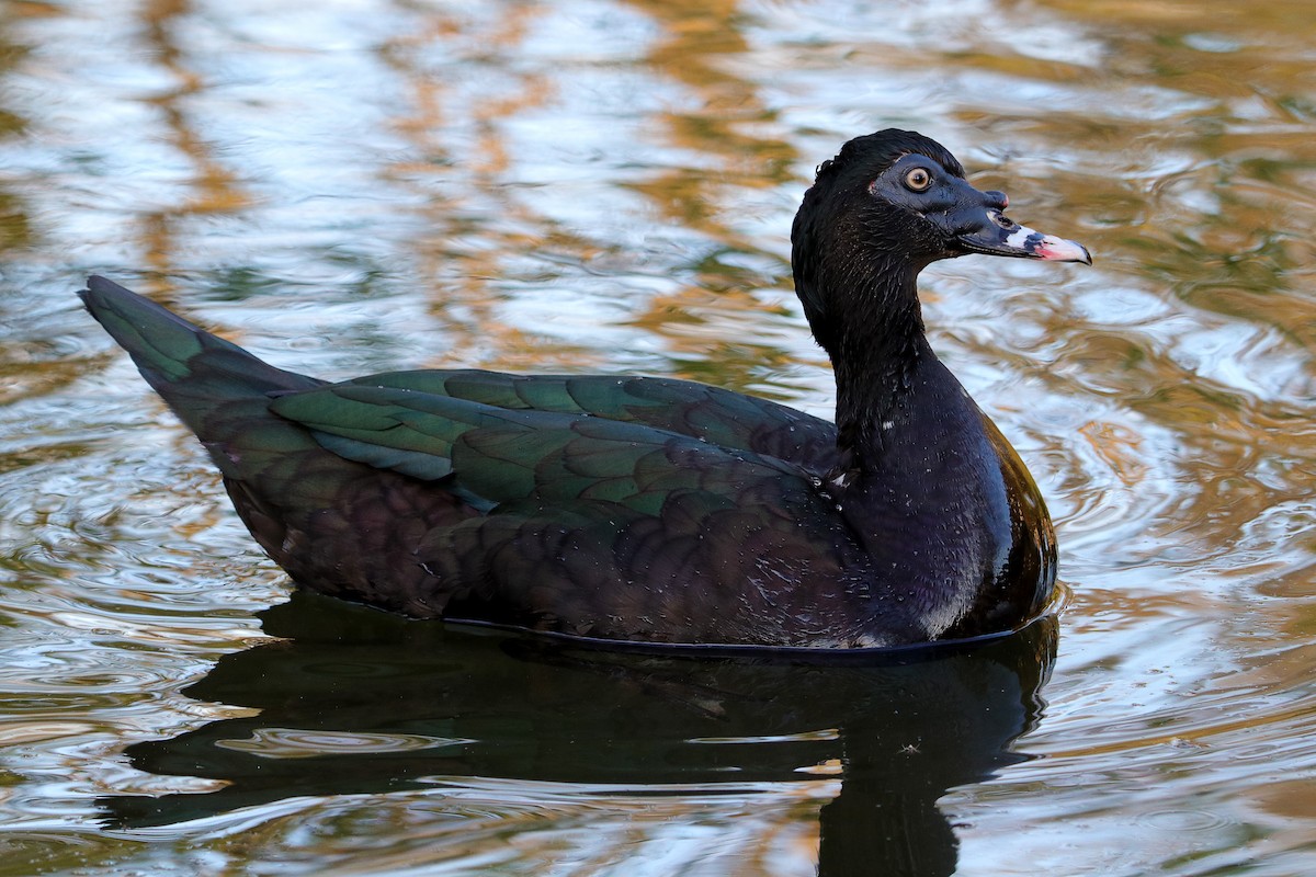Muscovy Duck (Domestic type) - ML338858331