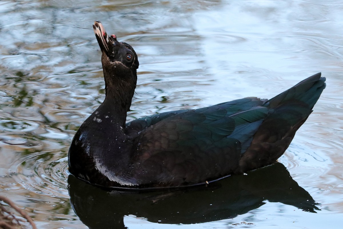 Muscovy Duck (Domestic type) - ML338858361