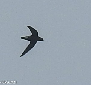 Brown-backed Needletail - ML338858901