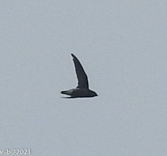 Brown-backed Needletail - ML338858911