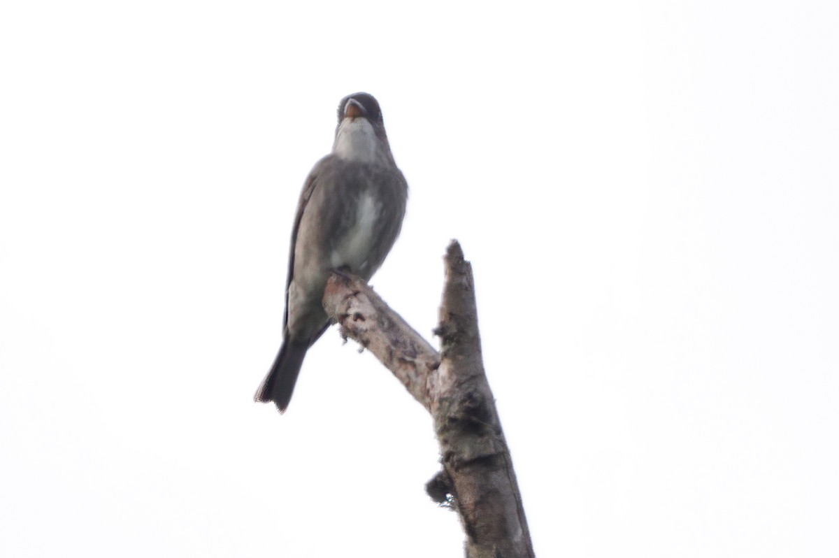 Olive-sided Flycatcher - Michael Brown