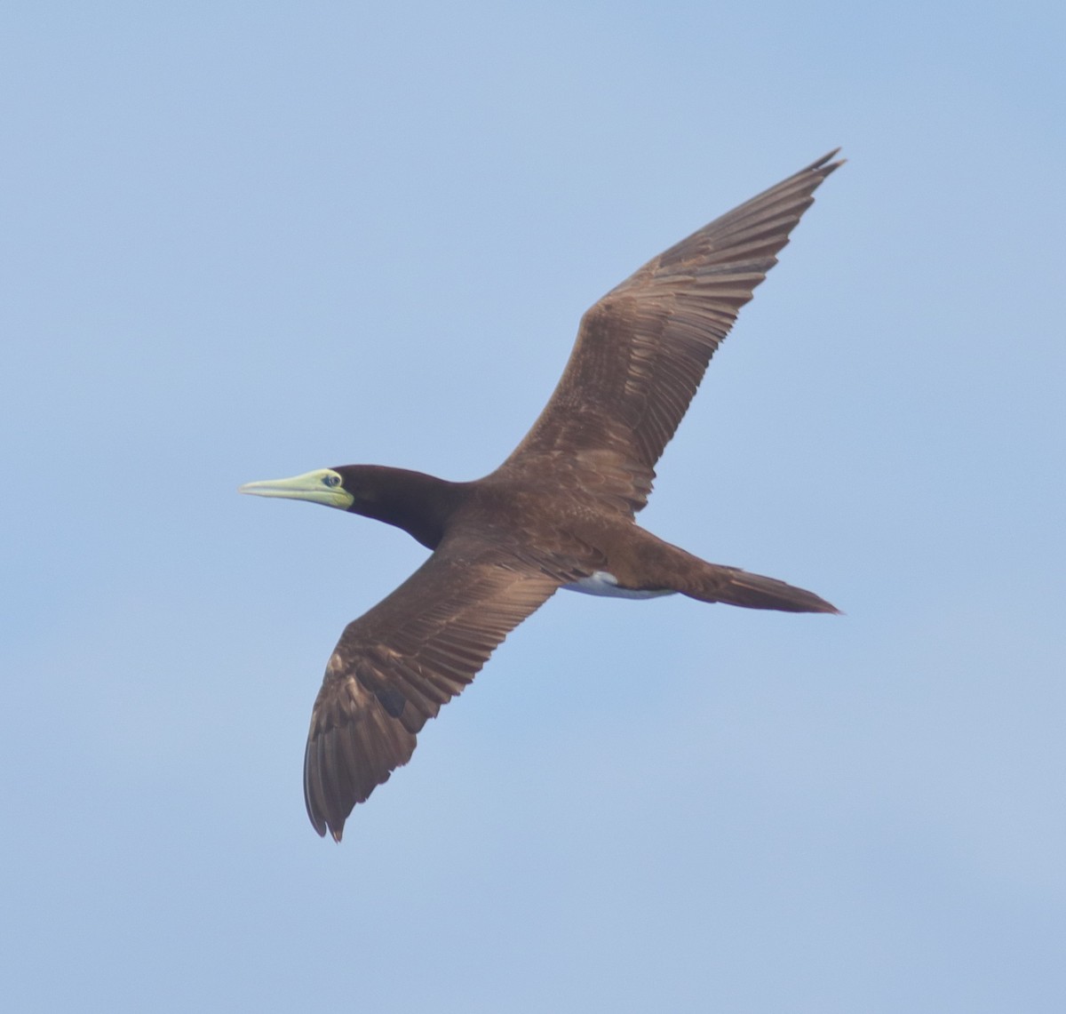 Brown Booby - ML338862161