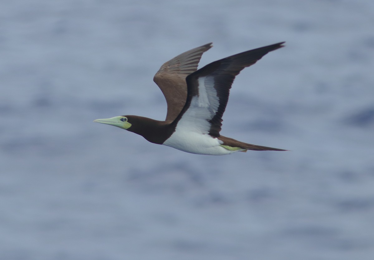 Brown Booby - ML338862211