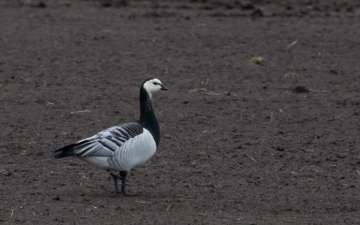 Barnacle Goose - Lars Petersson | My World of Bird Photography