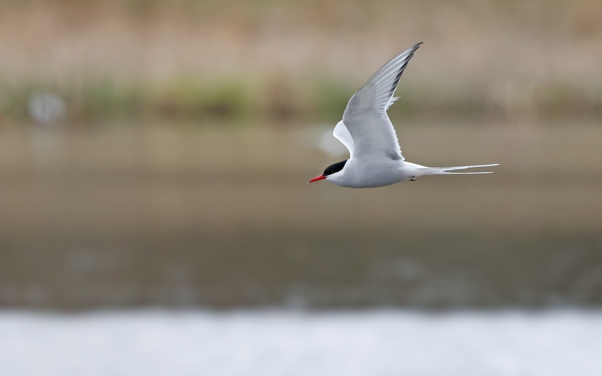 Arctic Tern - Lars Petersson | My World of Bird Photography