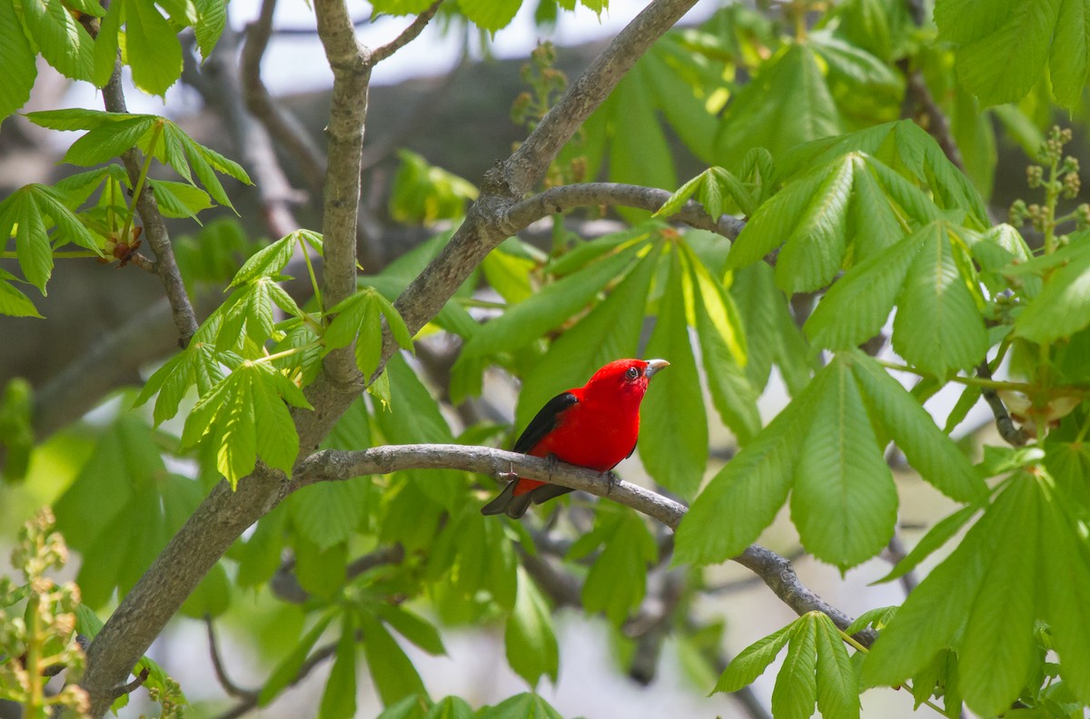 Scarlet Tanager - ML33886481