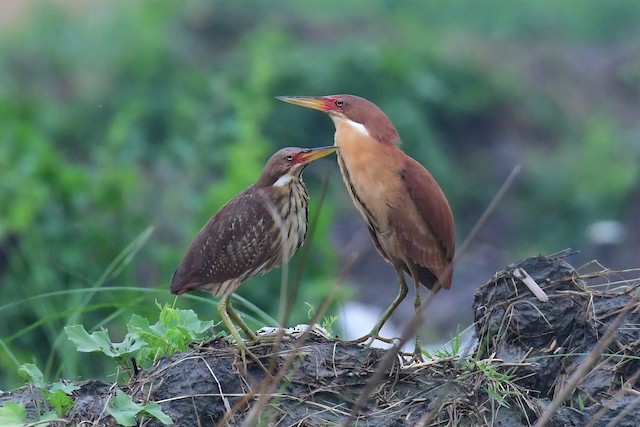 Red faced Malkoha