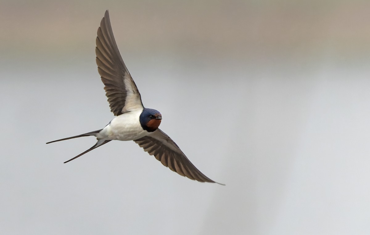 Barn Swallow (White-bellied) - ML338865791