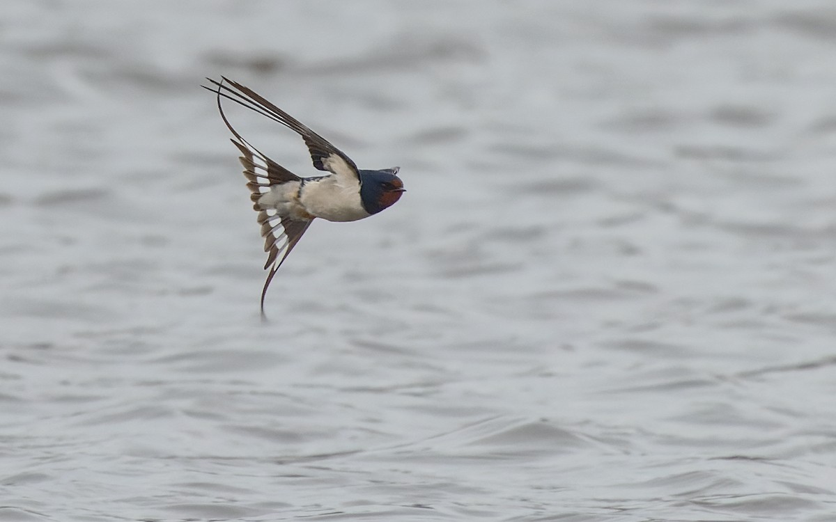 Barn Swallow (White-bellied) - ML338865801