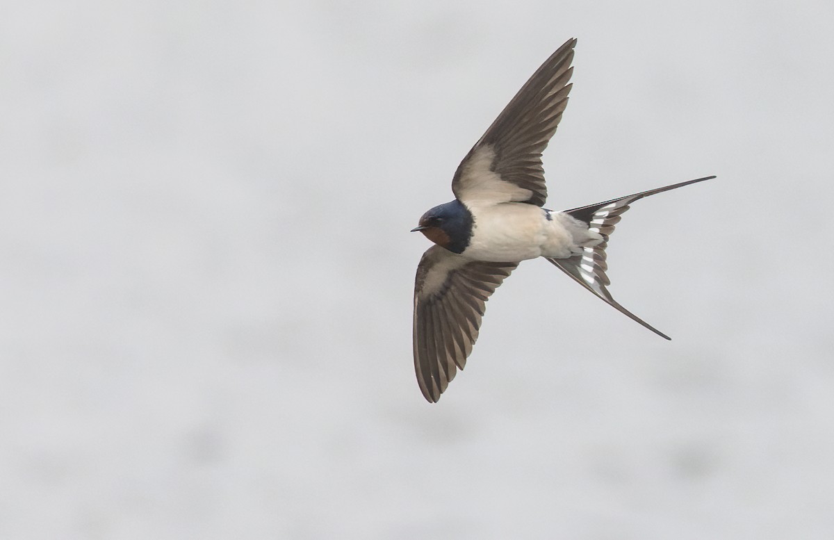 Barn Swallow (White-bellied) - ML338865811
