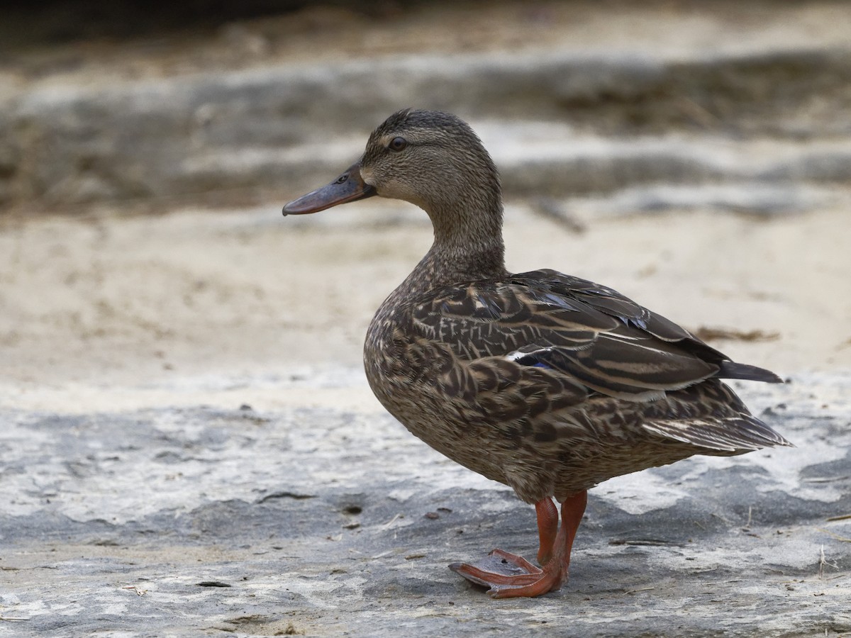 Mexican Duck - ML338866421
