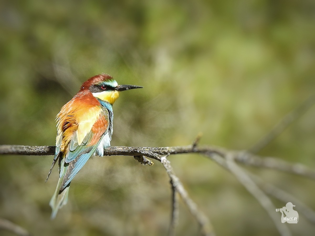 European Bee-eater - Raul Pascual