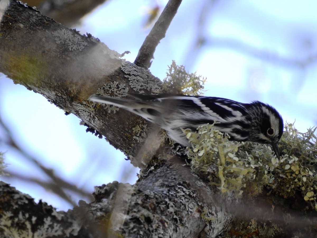 Black-and-white Warbler - ML338868721
