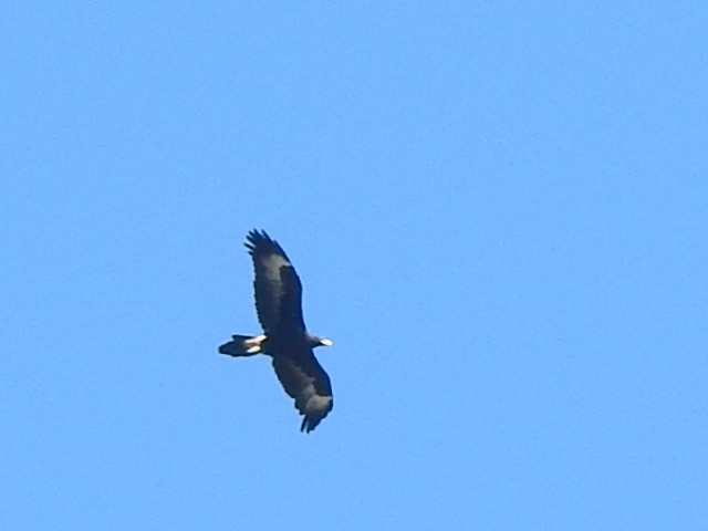 Wedge-tailed Eagle - ML338869591