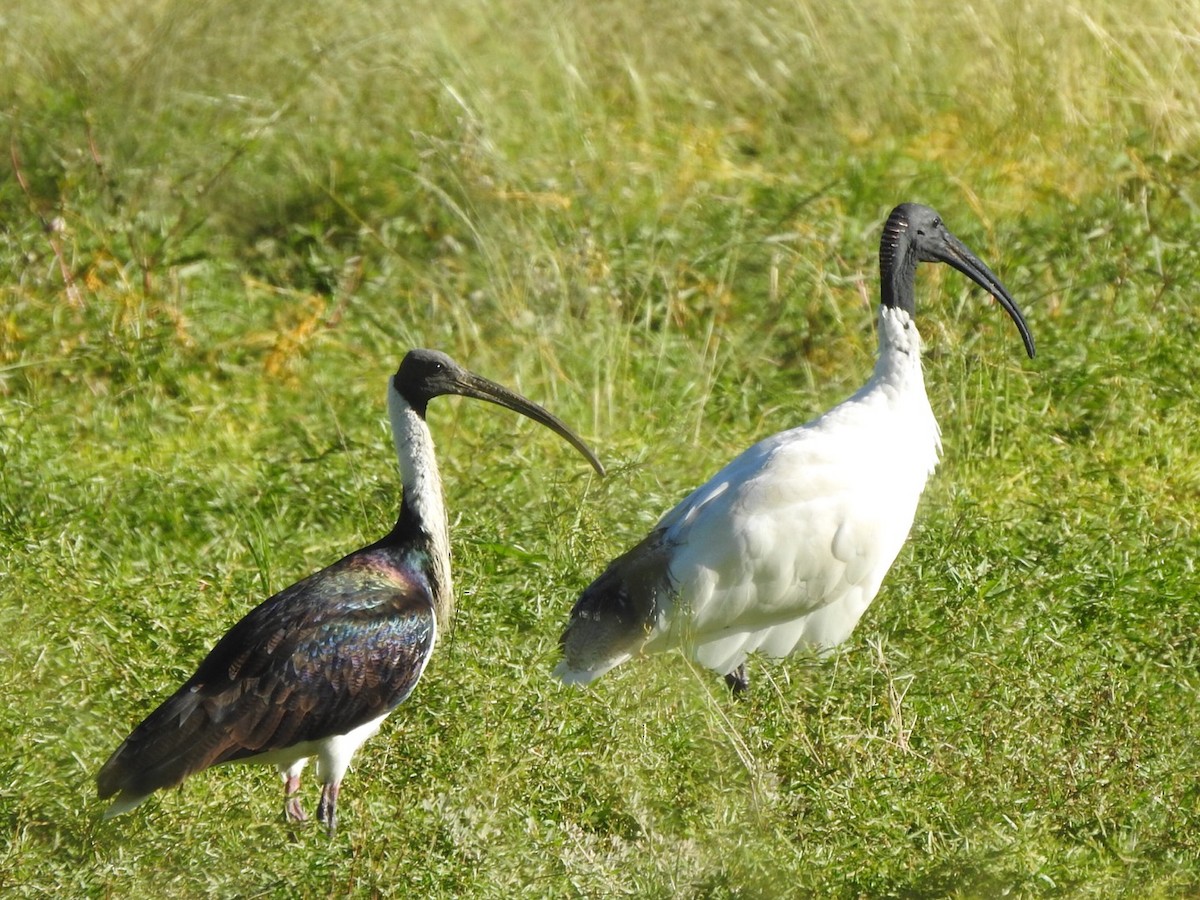 ibis slámokrký - ML338870511