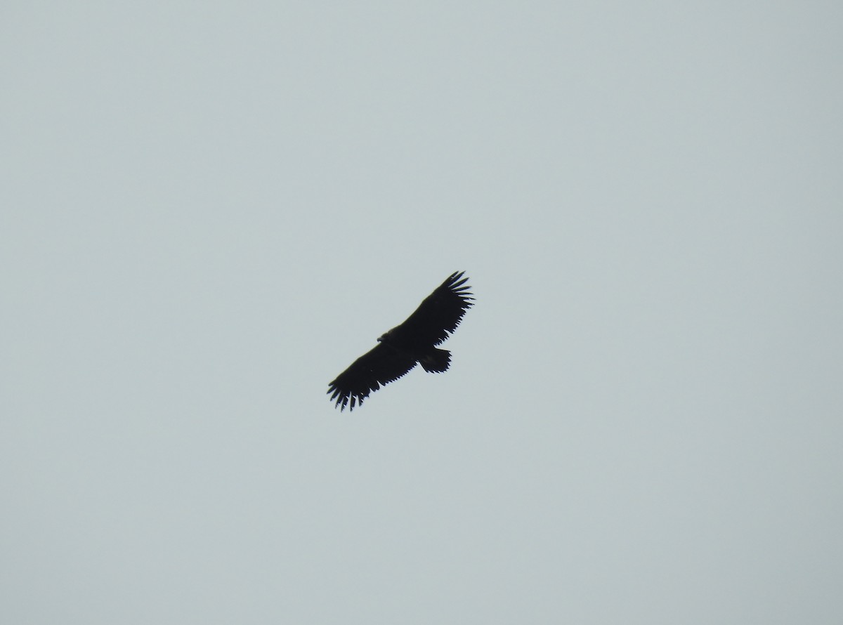 Cinereous Vulture - ML338873661