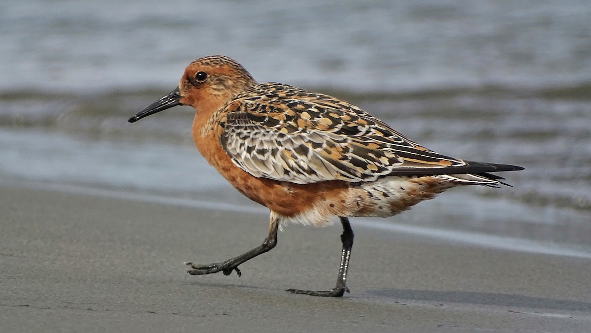 Red Knot - Kim Cancino