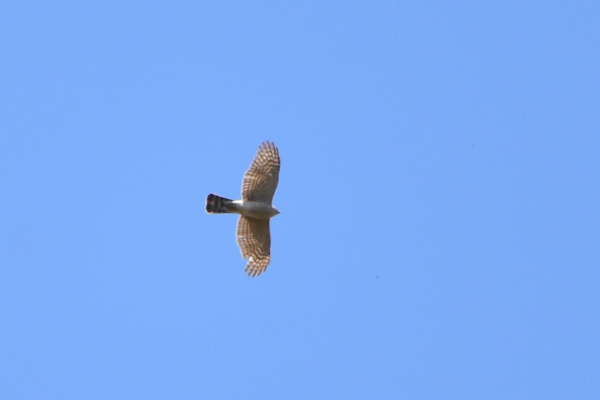 Eurasian Sparrowhawk - ML338885071