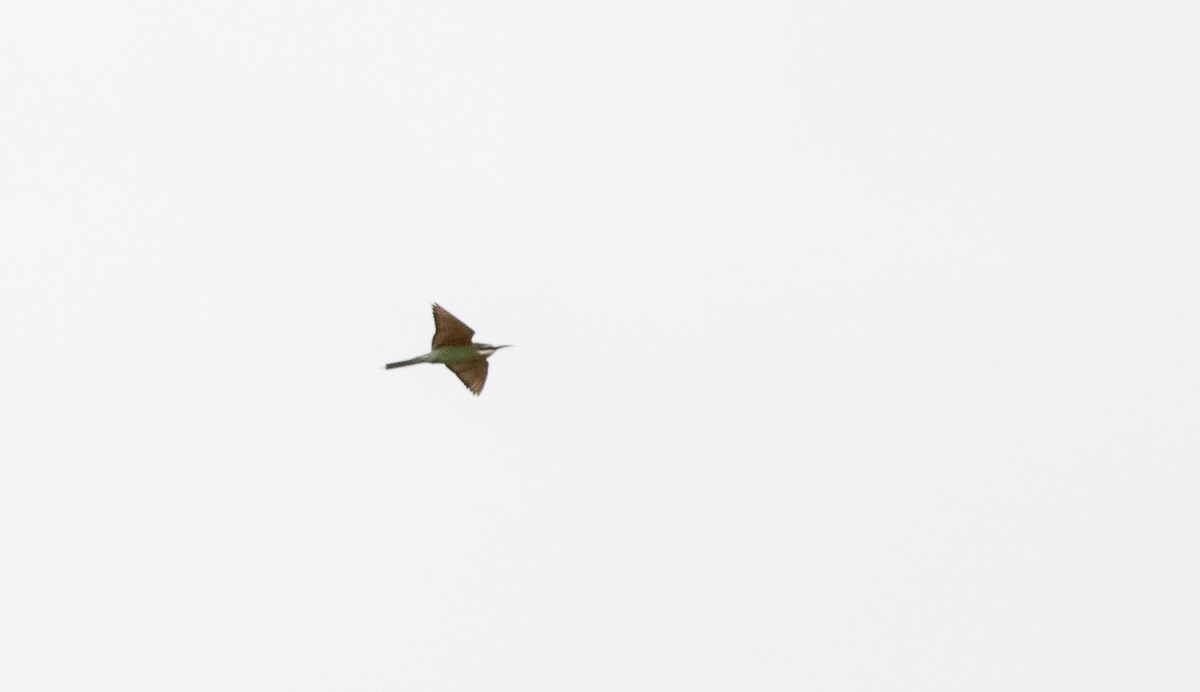 Madagascar Bee-eater - Stratton Hatfield